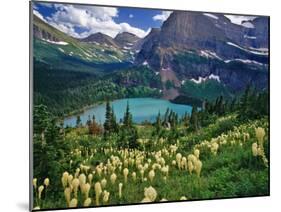 Beargrass above Grinnell Lake, Many Glacier Valley, Glacier National Park, Montana, USA-Chuck Haney-Mounted Premium Photographic Print