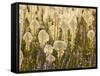 Beargrass and Lupine Backlit on the Slopes at Whitefish Mountain Resort, Whitefish, Montana, USA-Chuck Haney-Framed Stretched Canvas