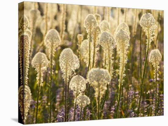 Beargrass and Lupine Backlit on the Slopes at Whitefish Mountain Resort, Whitefish, Montana, USA-Chuck Haney-Stretched Canvas