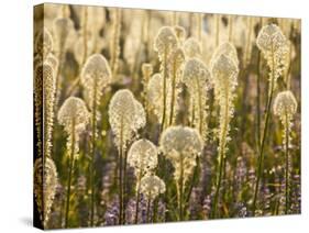 Beargrass and Lupine Backlit on the Slopes at Whitefish Mountain Resort, Whitefish, Montana, USA-Chuck Haney-Stretched Canvas