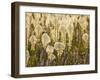 Beargrass and Lupine Backlit on the Slopes at Whitefish Mountain Resort, Whitefish, Montana, USA-Chuck Haney-Framed Photographic Print