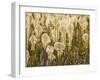 Beargrass and Lupine Backlit on the Slopes at Whitefish Mountain Resort, Whitefish, Montana, USA-Chuck Haney-Framed Photographic Print