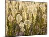 Beargrass and Lupine Backlit on the Slopes at Whitefish Mountain Resort, Whitefish, Montana, USA-Chuck Haney-Mounted Photographic Print