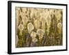 Beargrass and Lupine Backlit on the Slopes at Whitefish Mountain Resort, Whitefish, Montana, USA-Chuck Haney-Framed Photographic Print