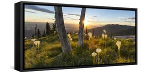 Beargrass at Sunset in the Swan Range, Flathead Valley, Montana-Chuck Haney-Framed Stretched Canvas