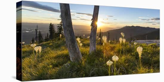 Beargrass at Sunset in the Swan Range, Flathead Valley, Montana-Chuck Haney-Stretched Canvas