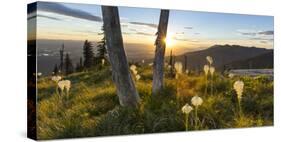 Beargrass at Sunset in the Swan Range, Flathead Valley, Montana-Chuck Haney-Stretched Canvas