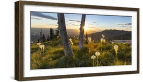 Beargrass at Sunset in the Swan Range, Flathead Valley, Montana-Chuck Haney-Framed Photographic Print