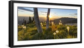 Beargrass at Sunset in the Swan Range, Flathead Valley, Montana-Chuck Haney-Framed Photographic Print