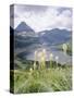 Beargrass, Hidden Lake and Mount Reynolds, Glacier National Park, Montana, USA-Geoff Renner-Stretched Canvas