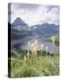 Beargrass, Hidden Lake and Mount Reynolds, Glacier National Park, Montana, USA-Geoff Renner-Stretched Canvas