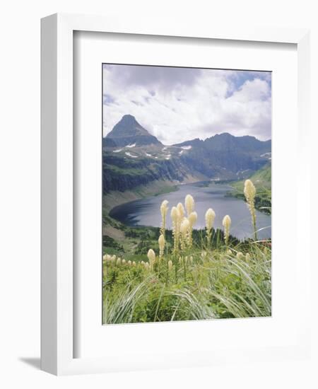 Beargrass, Hidden Lake and Mount Reynolds, Glacier National Park, Montana, USA-Geoff Renner-Framed Photographic Print