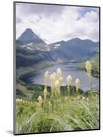 Beargrass, Hidden Lake and Mount Reynolds, Glacier National Park, Montana, USA-Geoff Renner-Mounted Photographic Print