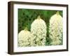 Beargrass in Full Bloom at Logan Pass, Glacier National Park, Montana, USA-null-Framed Photographic Print