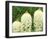 Beargrass in Full Bloom at Logan Pass, Glacier National Park, Montana, USA-null-Framed Photographic Print