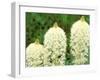 Beargrass in Full Bloom at Logan Pass, Glacier National Park, Montana, USA-null-Framed Photographic Print