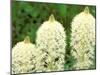 Beargrass in Full Bloom at Logan Pass, Glacier National Park, Montana, USA-null-Mounted Photographic Print