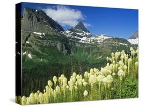 Beargrass Near Logan Pass in Gacier National Park, Montana, Usa-Chuck Haney-Stretched Canvas