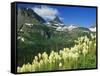 Beargrass Near Logan Pass in Gacier National Park, Montana, Usa-Chuck Haney-Framed Stretched Canvas