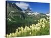 Beargrass Near Logan Pass in Gacier National Park, Montana, Usa-Chuck Haney-Stretched Canvas