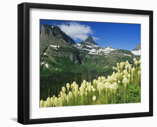 Beargrass Near Logan Pass in Gacier National Park, Montana, Usa-Chuck Haney-Framed Photographic Print
