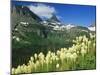 Beargrass Near Logan Pass in Gacier National Park, Montana, Usa-Chuck Haney-Mounted Photographic Print