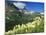 Beargrass Near Logan Pass in Gacier National Park, Montana, Usa-Chuck Haney-Mounted Photographic Print