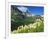 Beargrass Near Logan Pass in Gacier National Park, Montana, Usa-Chuck Haney-Framed Photographic Print