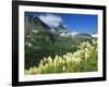 Beargrass Near Logan Pass in Gacier National Park, Montana, Usa-Chuck Haney-Framed Photographic Print