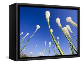 Beargrass on the Slopes at Whitefish Mountain Resort, Whitefish, Montana, USA-Chuck Haney-Framed Stretched Canvas