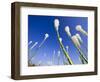 Beargrass on the Slopes at Whitefish Mountain Resort, Whitefish, Montana, USA-Chuck Haney-Framed Photographic Print