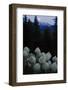 Beargrass under a Full Moon. Swan Range, Montana-Steven Gnam-Framed Photographic Print