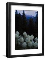 Beargrass under a Full Moon. Swan Range, Montana-Steven Gnam-Framed Photographic Print