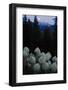 Beargrass under a Full Moon. Swan Range, Montana-Steven Gnam-Framed Photographic Print