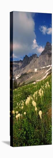 Beargrass (Xerophyllum Tenax) with Mountains in the Background, Us Glacier National Park-null-Stretched Canvas