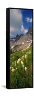 Beargrass (Xerophyllum Tenax) with Mountains in the Background, Us Glacier National Park-null-Framed Stretched Canvas