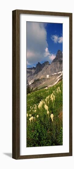 Beargrass (Xerophyllum Tenax) with Mountains in the Background, Us Glacier National Park-null-Framed Photographic Print