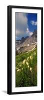 Beargrass (Xerophyllum Tenax) with Mountains in the Background, Us Glacier National Park-null-Framed Photographic Print