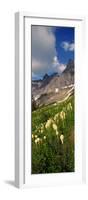 Beargrass (Xerophyllum Tenax) with Mountains in the Background, Us Glacier National Park-null-Framed Photographic Print