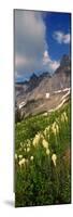 Beargrass (Xerophyllum Tenax) with Mountains in the Background, Us Glacier National Park-null-Mounted Photographic Print