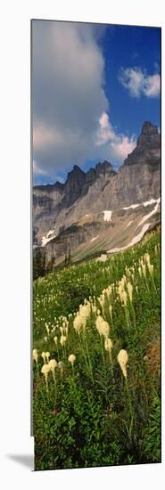 Beargrass (Xerophyllum Tenax) with Mountains in the Background, Us Glacier National Park-null-Mounted Photographic Print