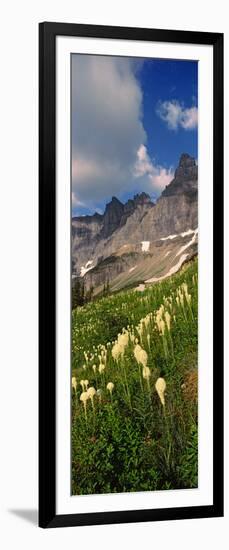 Beargrass (Xerophyllum Tenax) with Mountains in the Background, Us Glacier National Park-null-Framed Photographic Print