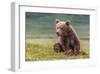 Bearly Awake (Brown Bear Cub)-Art Wolfe-Framed Giclee Print