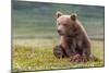 Bearly Awake (Brown Bear Cub)-Art Wolfe-Mounted Giclee Print