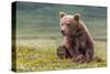 Bearly Awake (Brown Bear Cub)-Art Wolfe-Stretched Canvas