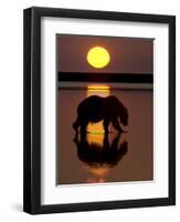 Bears at Play I-PHBurchett-Framed Art Print