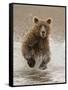 Bears at Play II-PHBurchett-Framed Stretched Canvas