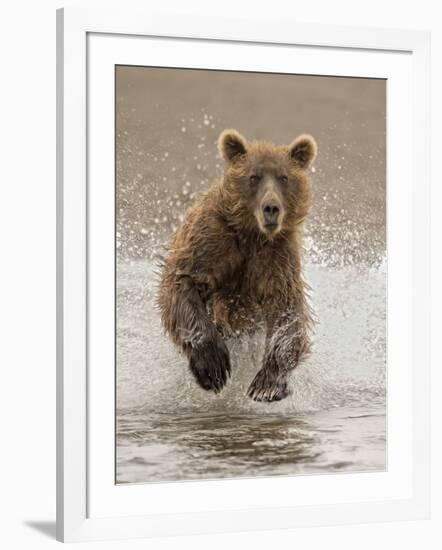 Bears at Play II-PHBurchett-Framed Art Print