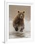 Bears at Play II-PHBurchett-Framed Art Print