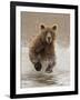 Bears at Play II-PHBurchett-Framed Art Print